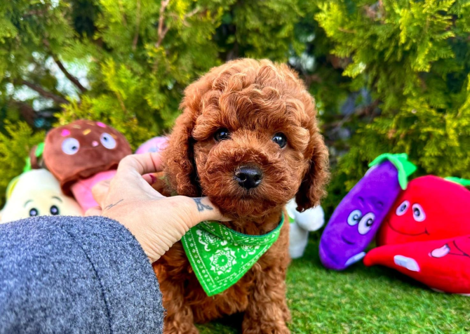 Dark brown toy poodle yavru